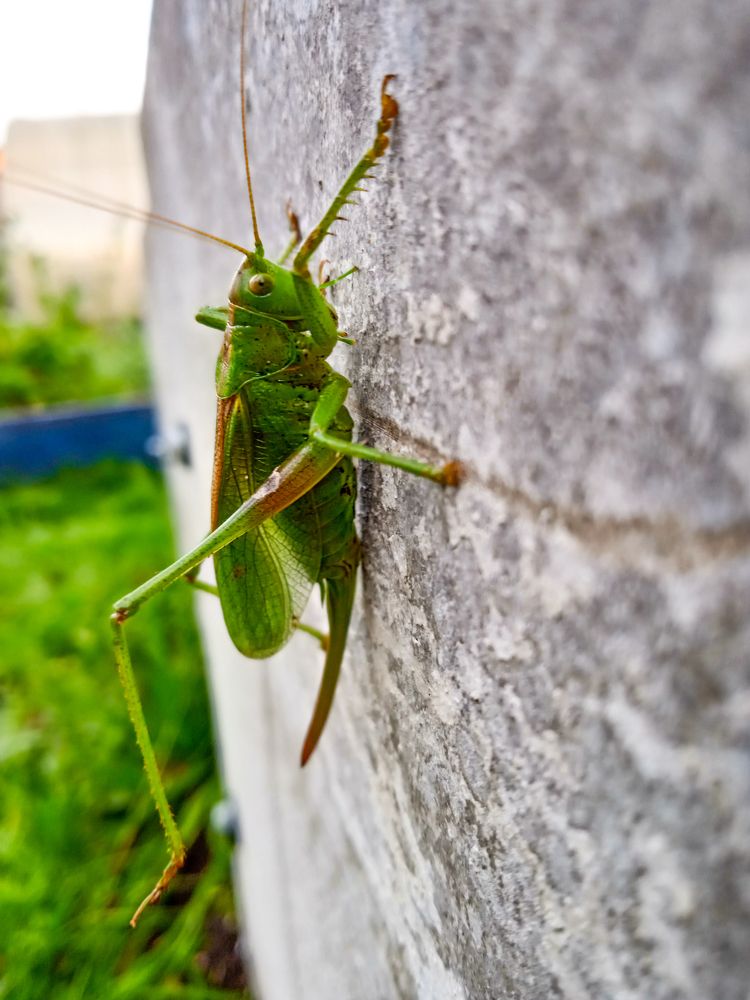 The green grasshopper