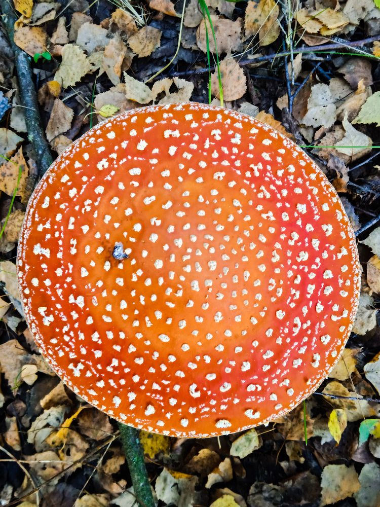 Amanita muscaria