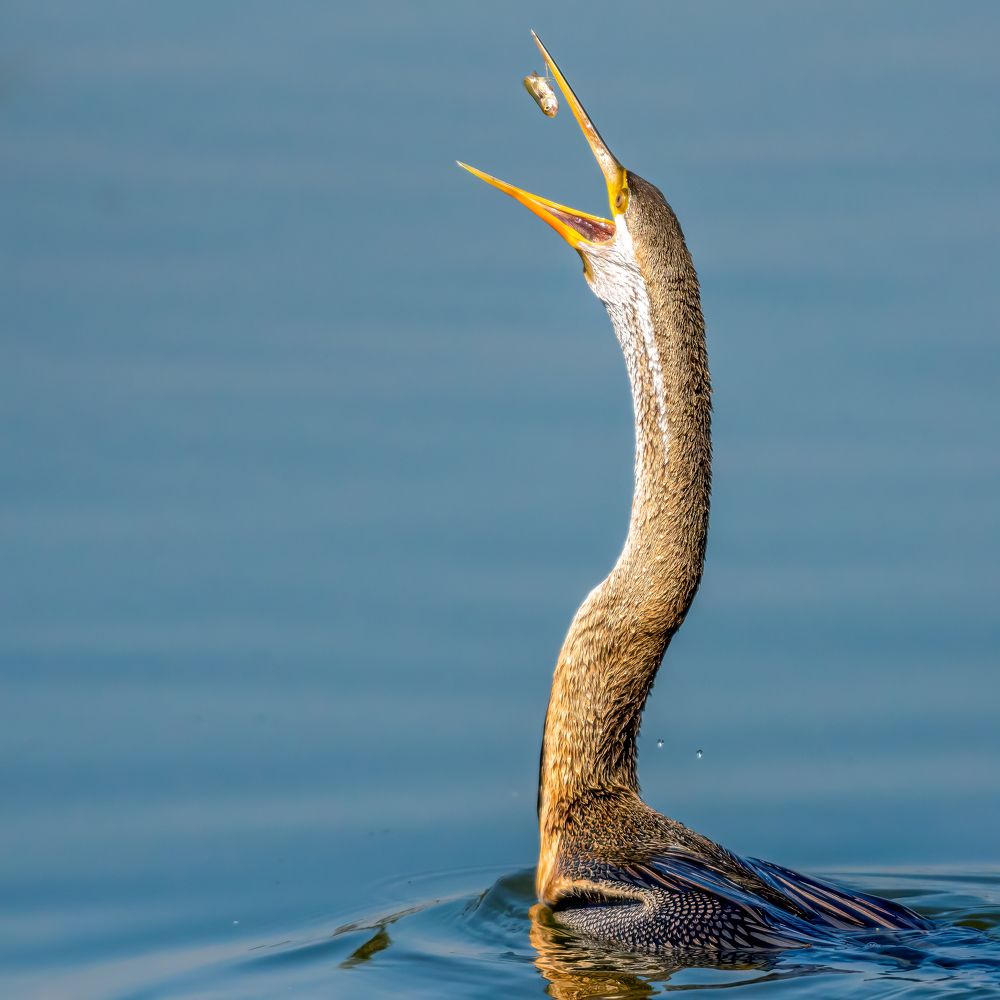 Photograph by Ashit Gandhi