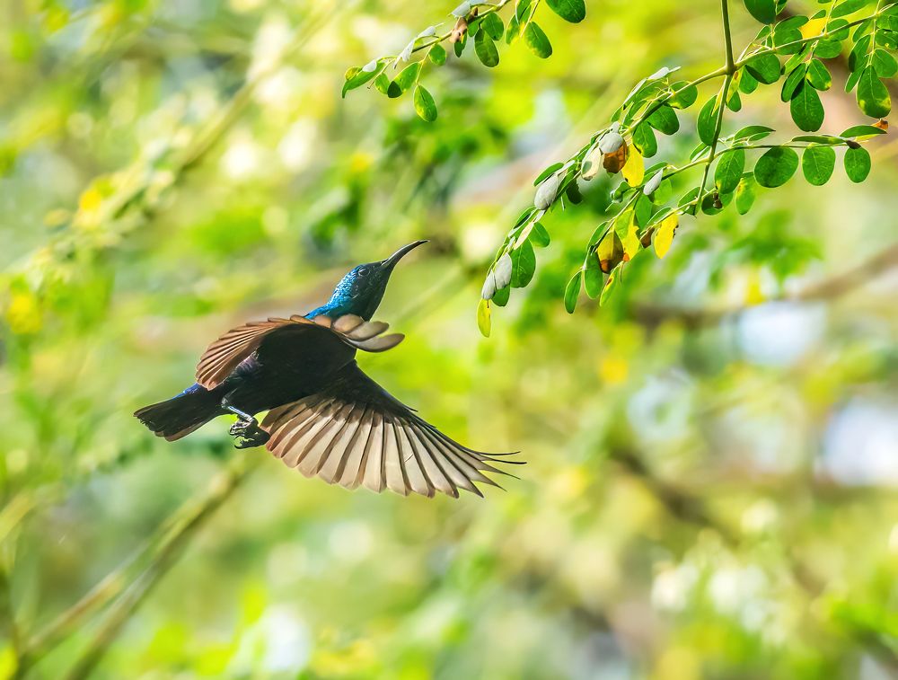 Photograph by Ashit Gandhi