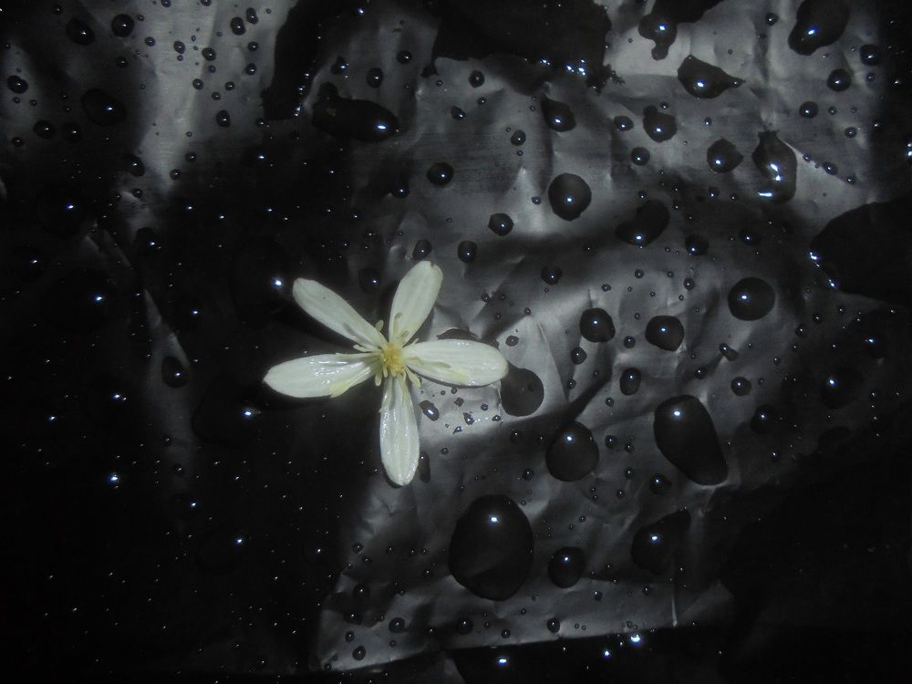 Фантазии ночи.