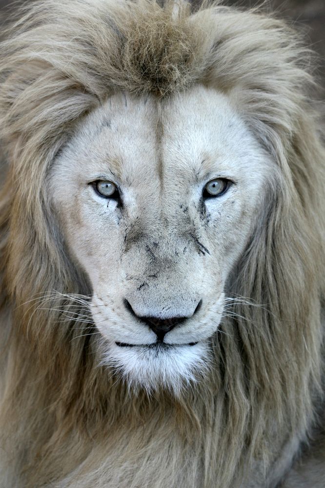 Rare African White Lions
