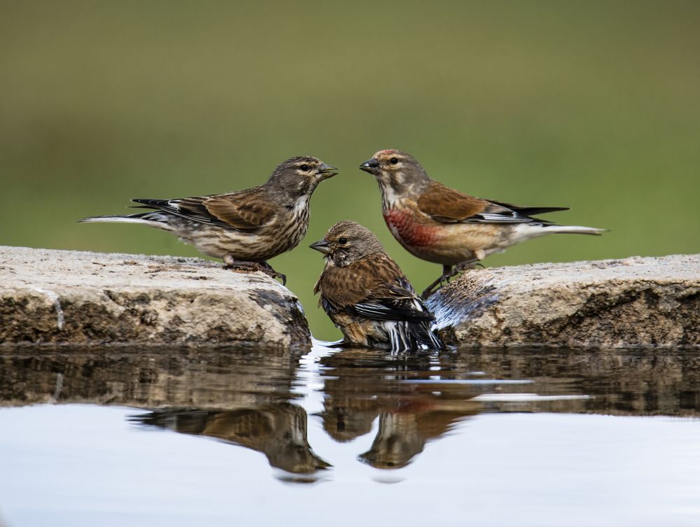 Photograph by Murat Doğan