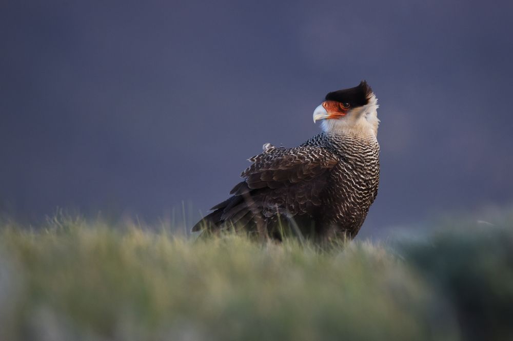 Photograph by SI SABER LOTFI