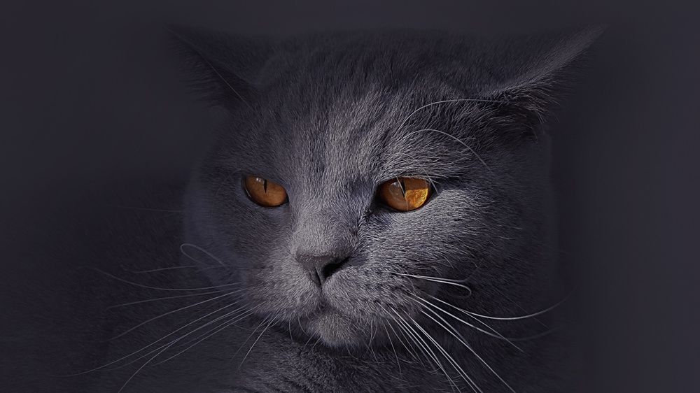 Кот - философ. В размышлениях о смысле жизни.