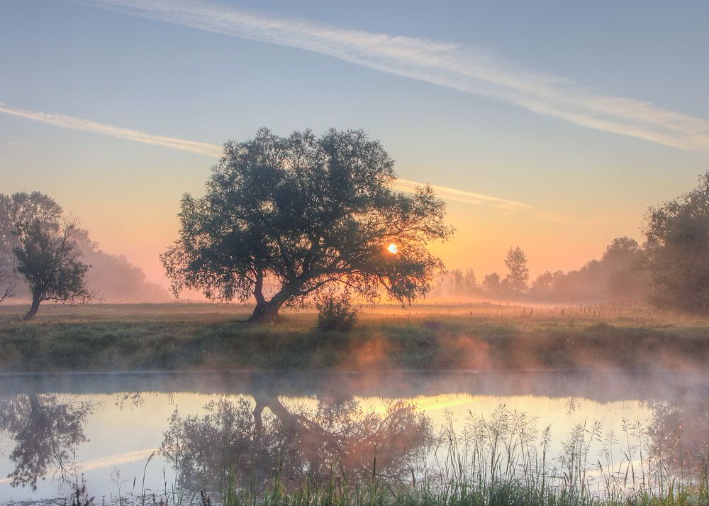 Я солнце обниму ветвями