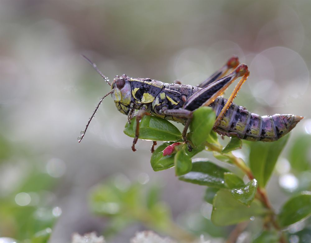 Photograph by Евгения Левина