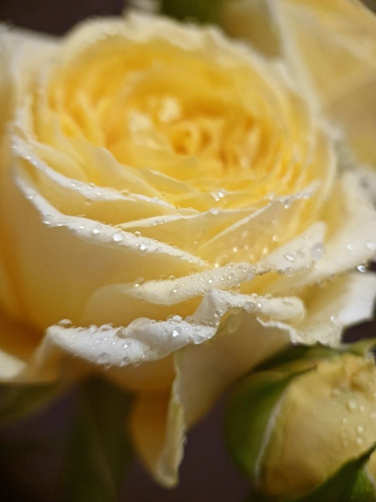 Photograph by Марина Гимеина