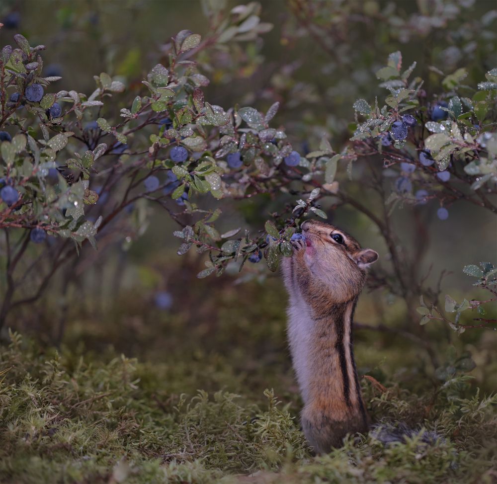 Photograph by Евгения Левина