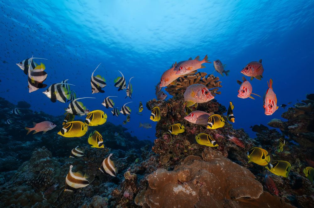 Photograph by ANTON Julien