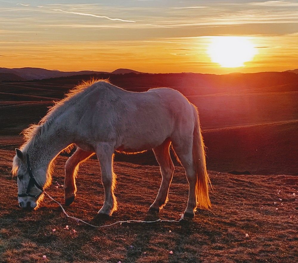 White horse | Белый конь. 2023