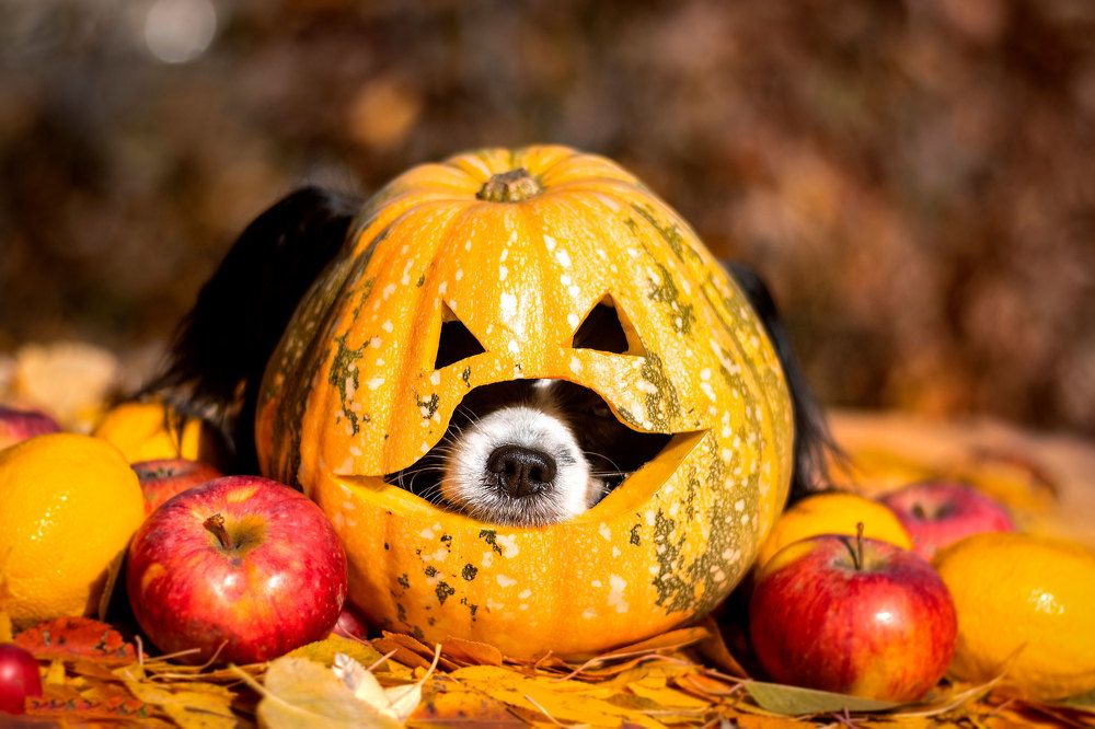 Photograph by Ника Ника