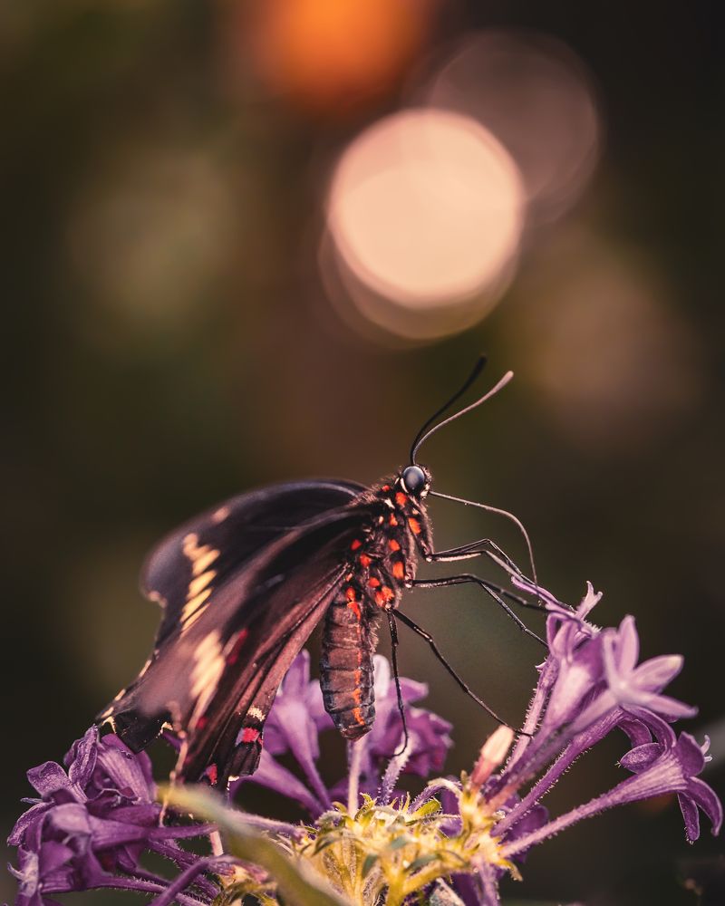Little beauty in the dark