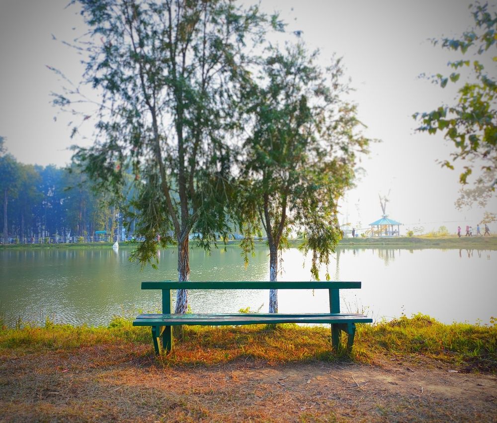 alone in the wood