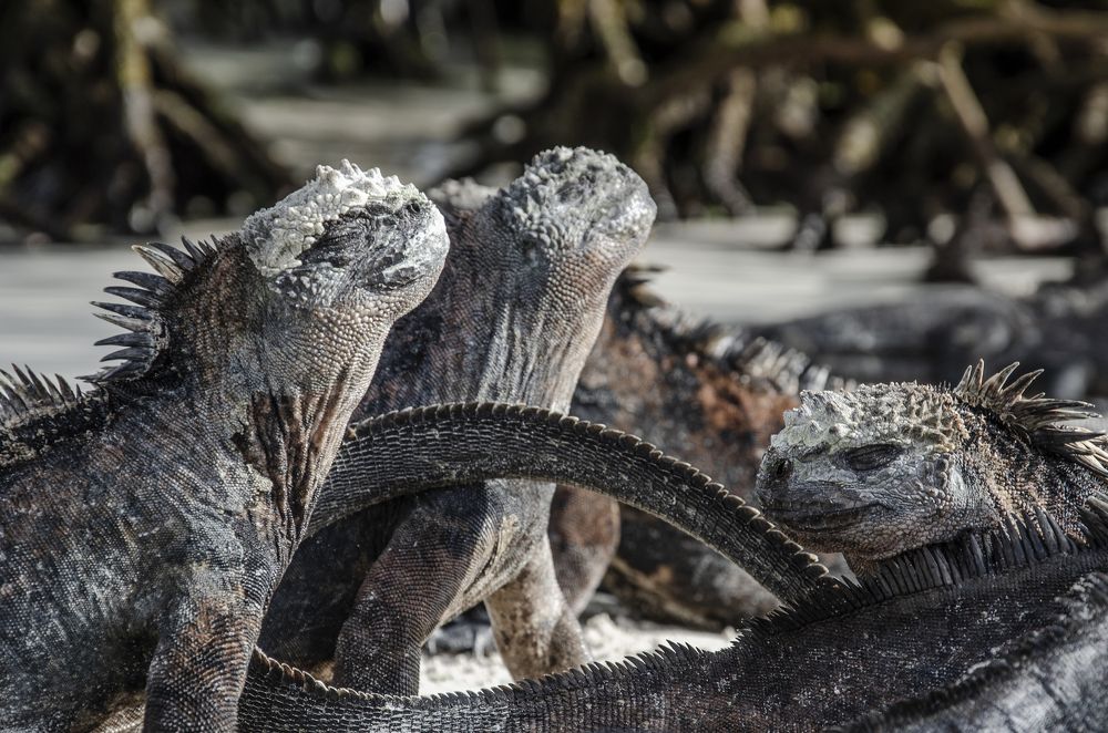 Photograph by ANTONIO RUVER BANDEIRA