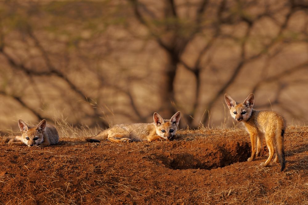 Photograph by Soumitra Ghosh