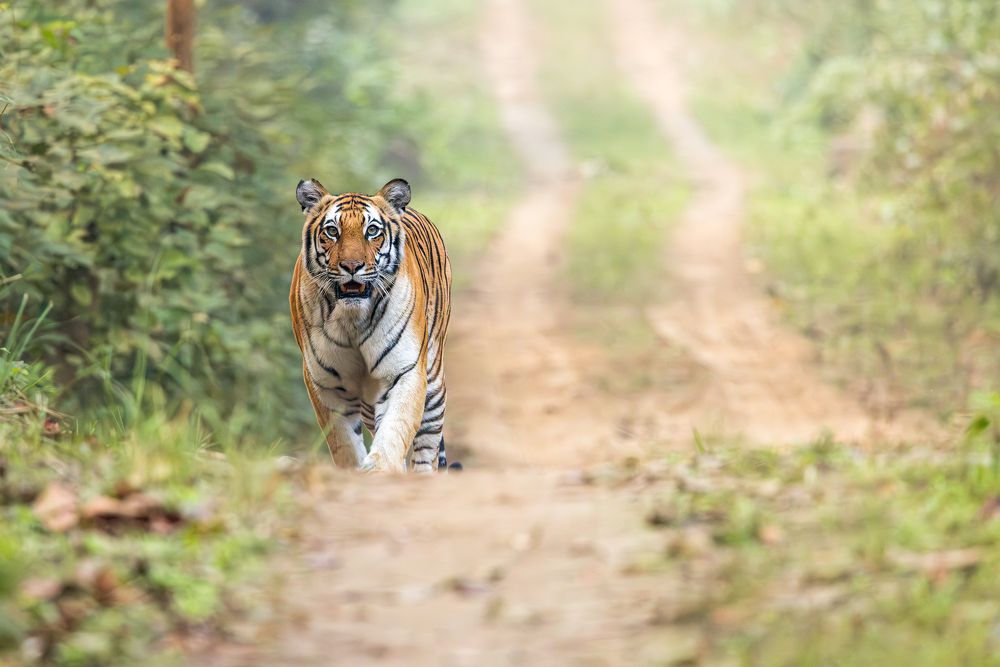 Photograph by Soumitra Ghosh