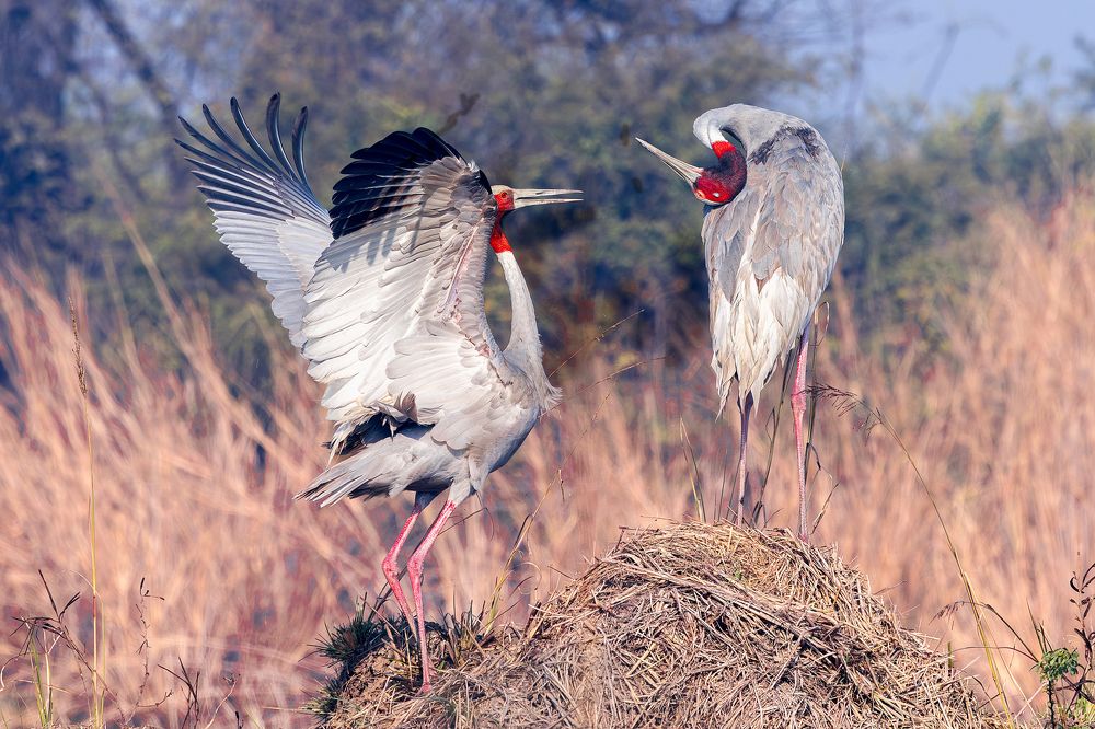 Photograph by Soumitra Ghosh