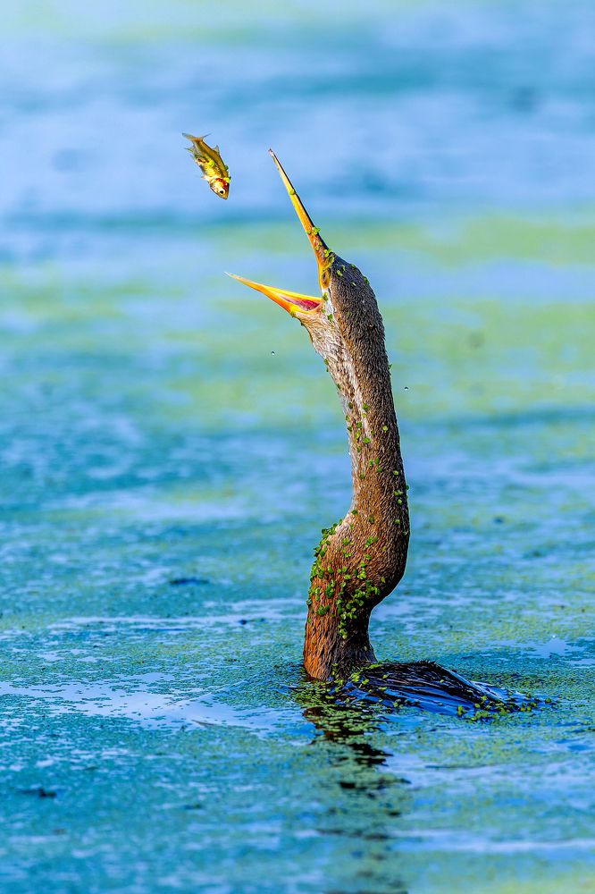 Photograph by Soumitra Ghosh