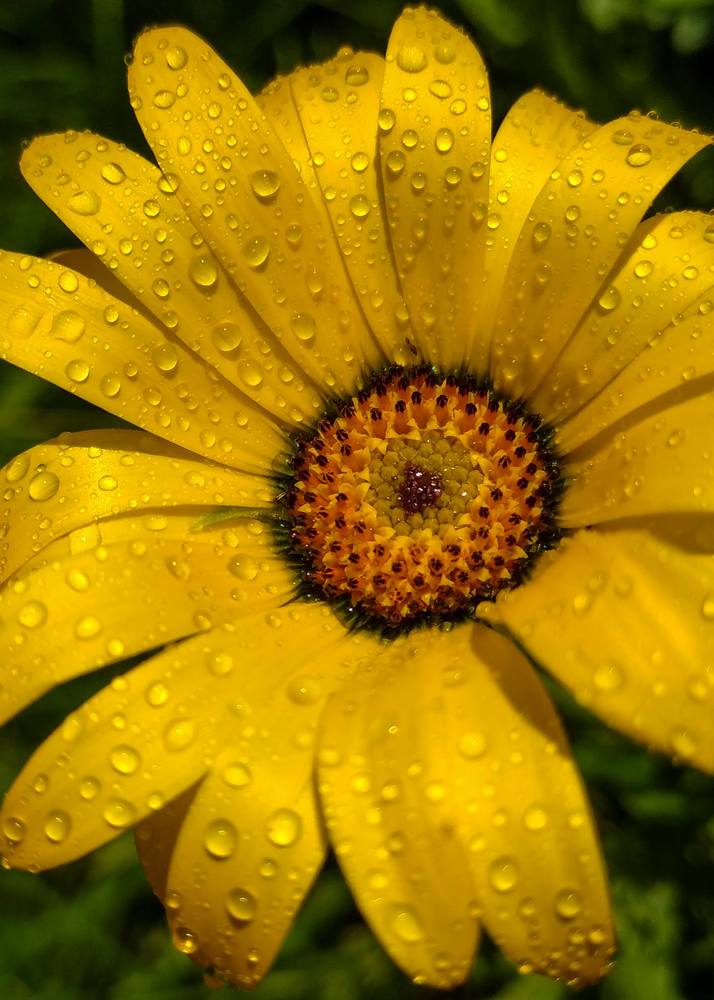 Splash of nature