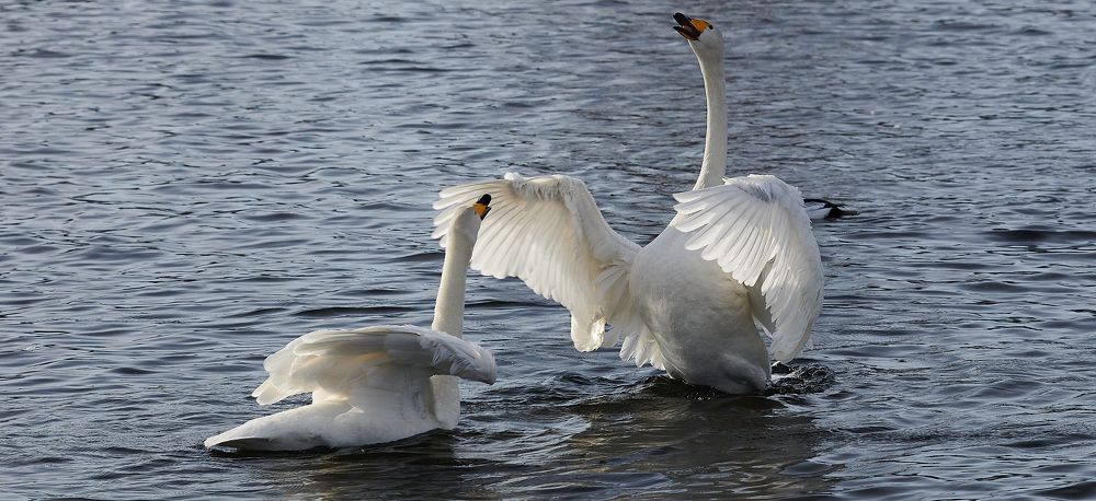 Photograph by николай конденко