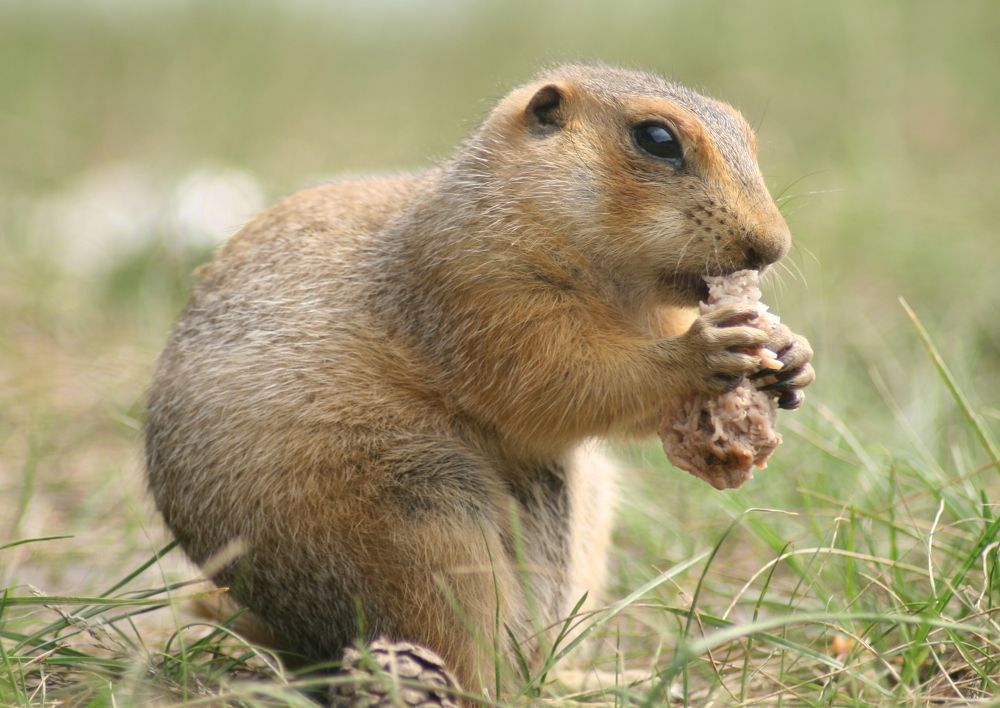 Обед Суслика