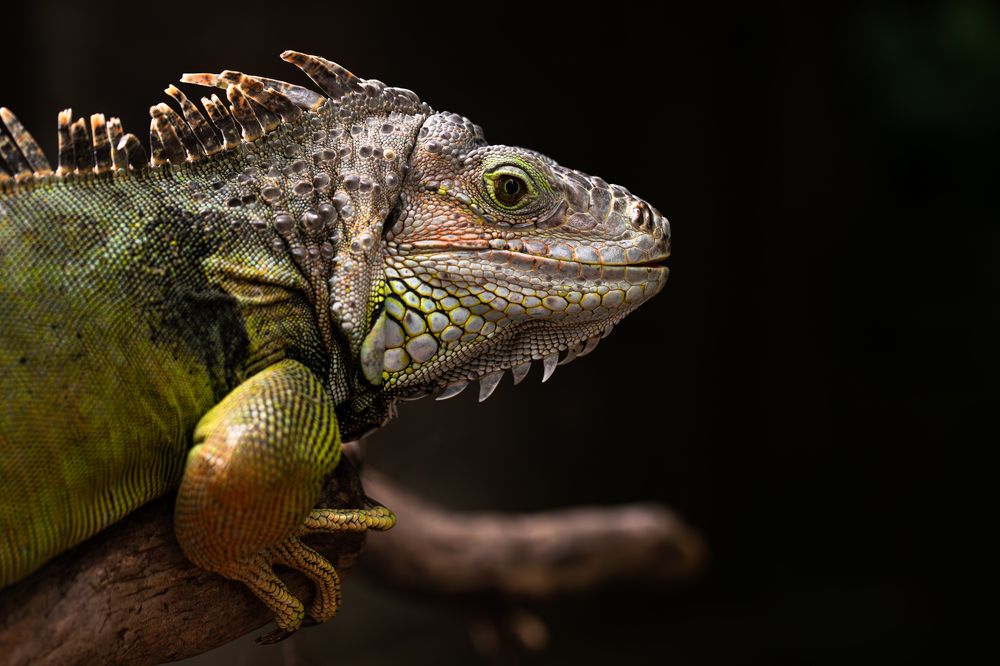 Фотография автора Мария Сурмачева