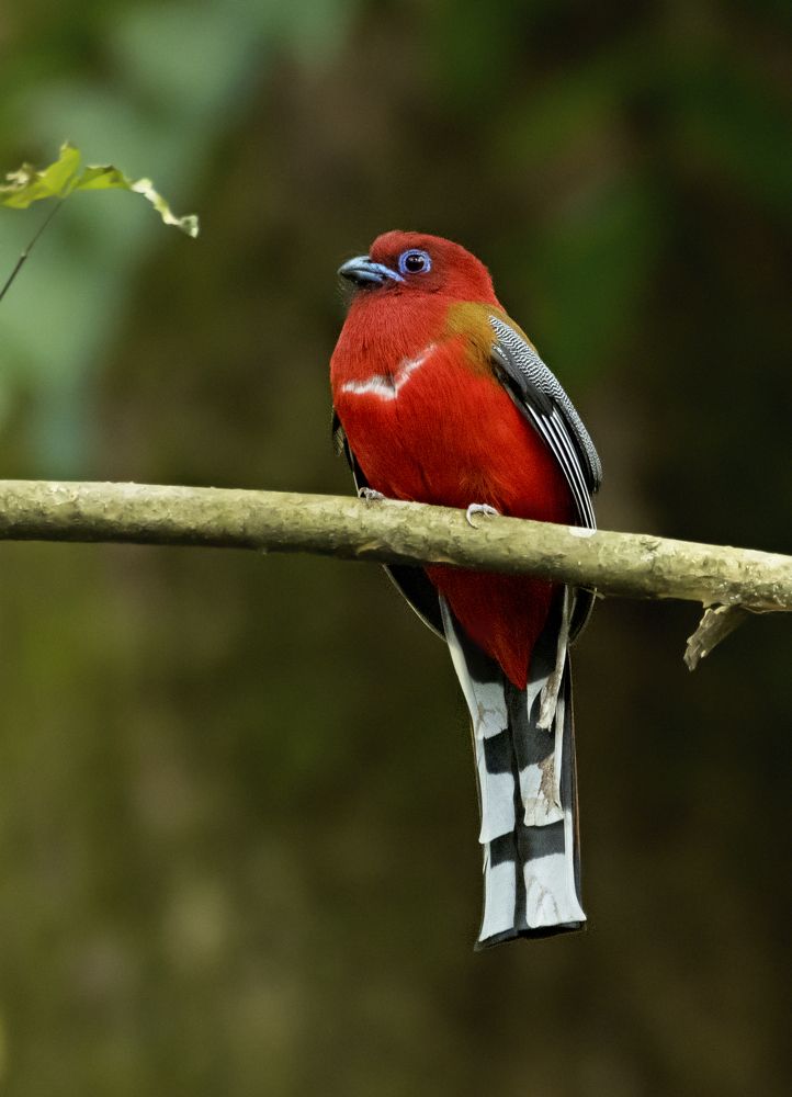 Photograph by Angshuman Mitra