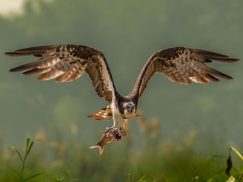Фотография автора Susabhan Banerjee