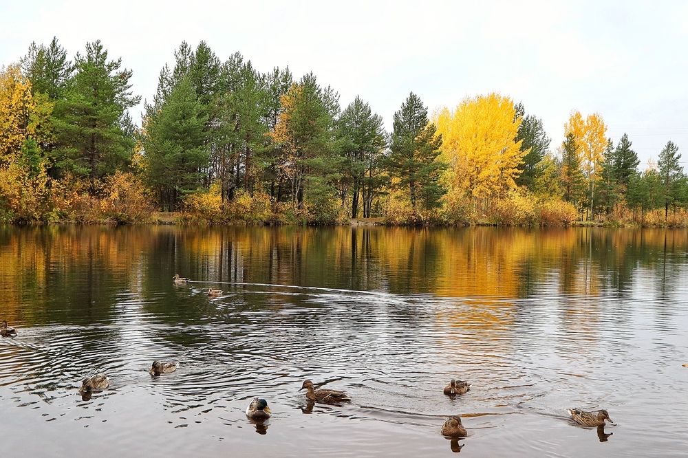 Дыхание осени