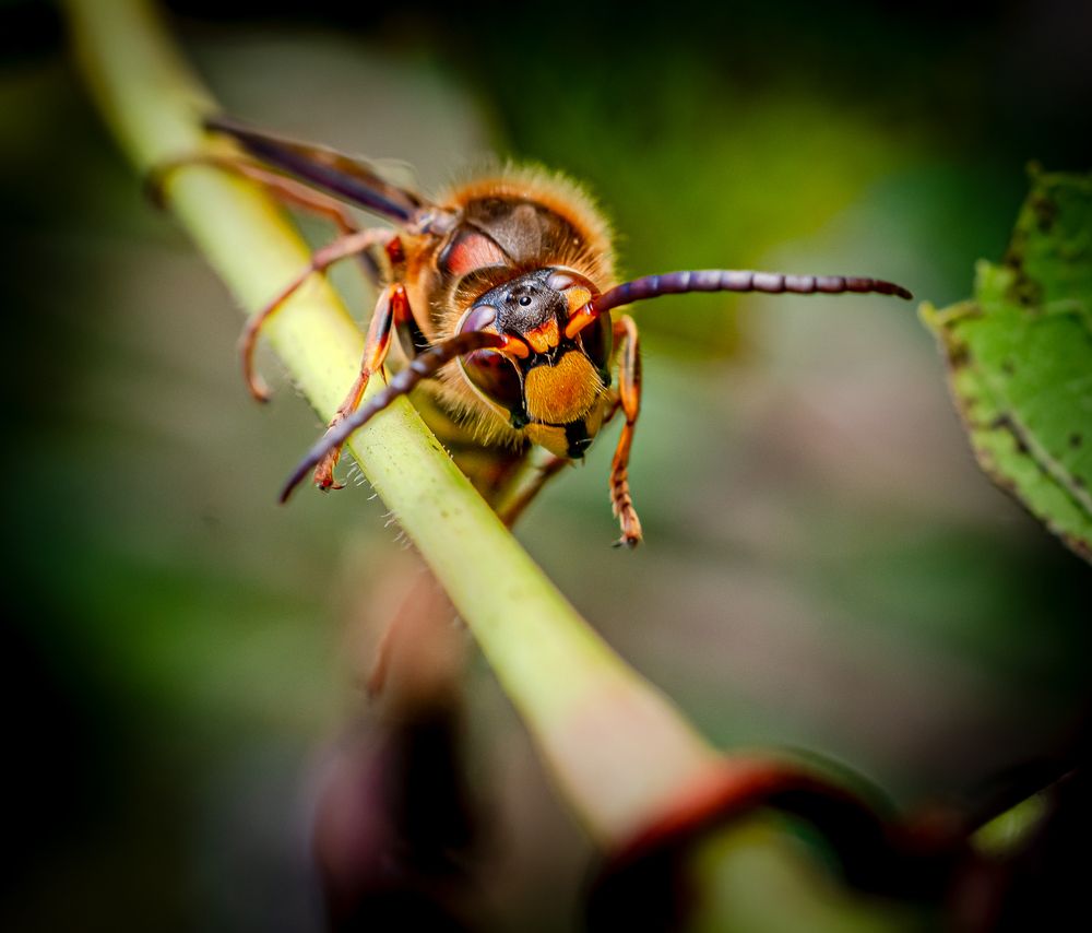 Фотография автора Виктор Парщиков