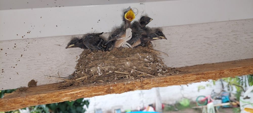 Фотография автора Анатолий Дячина