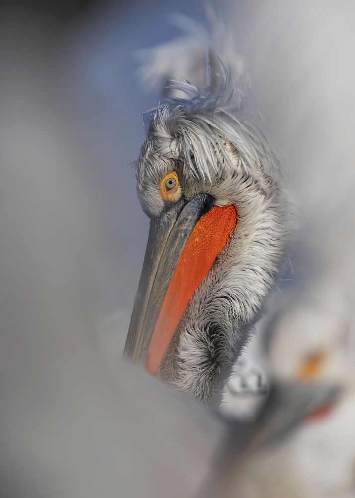 Photograph by Ernestas Balcikonis