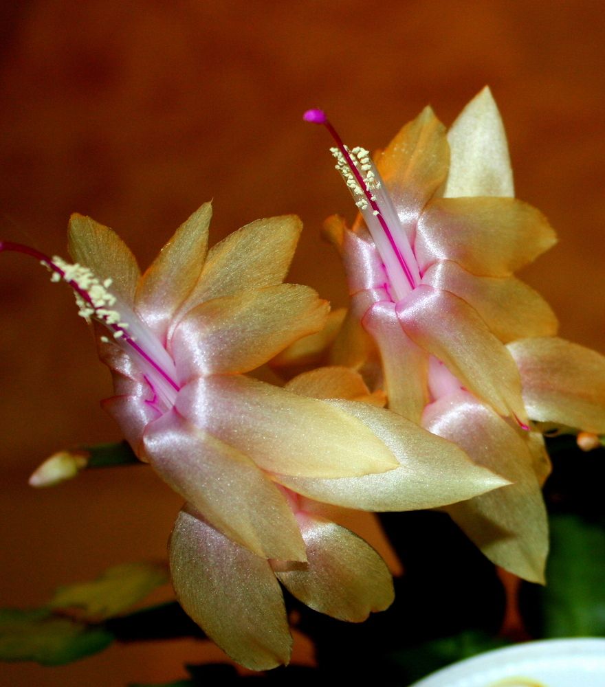 Внутреннее свечение