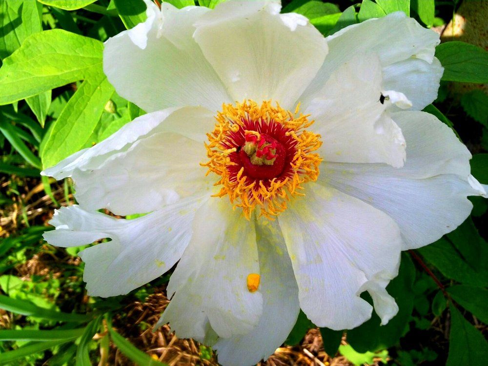 Сладкая пыльца