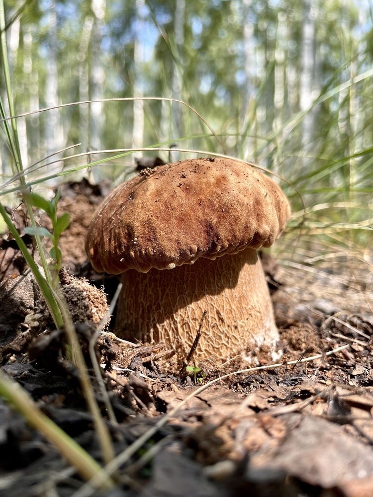 Фотография автора Елена Коробкова