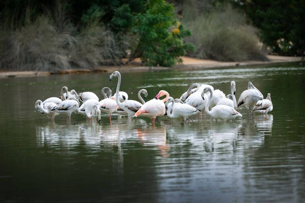 Photograph by Sanja Ristivojevic