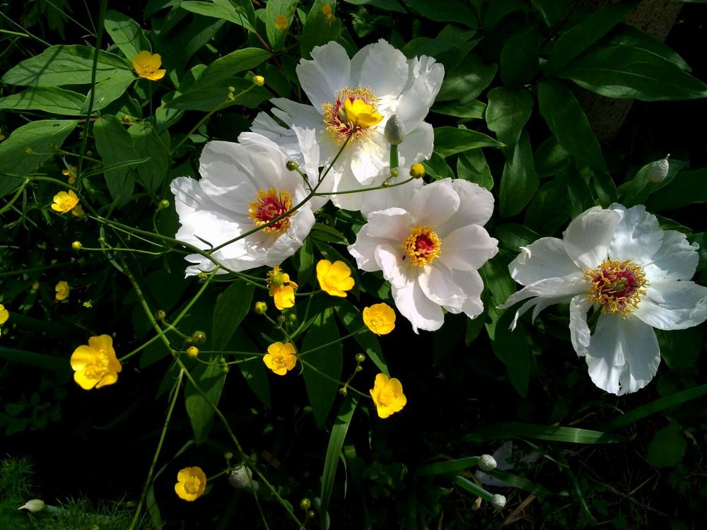 Цветочный микс