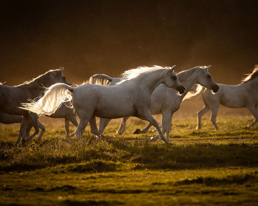 Photograph by Julia Dohmen