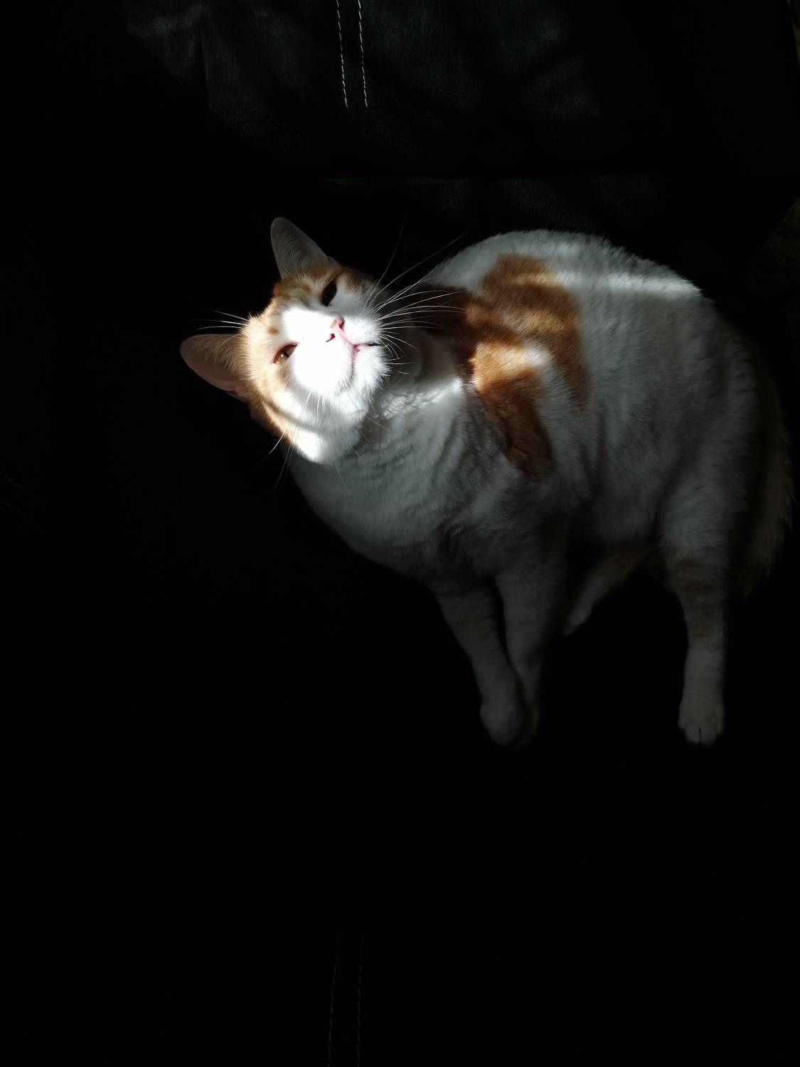 Photo #10271786