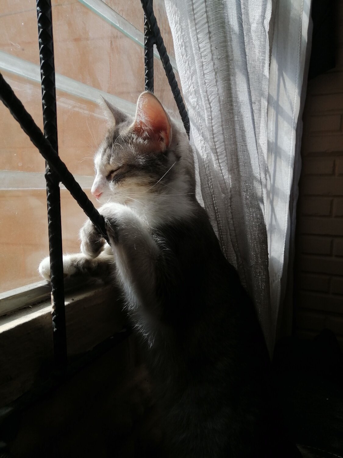 Photo #10271787