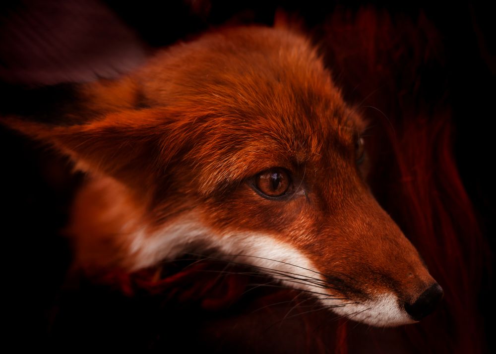 Photograph by Aljona Dyachenko