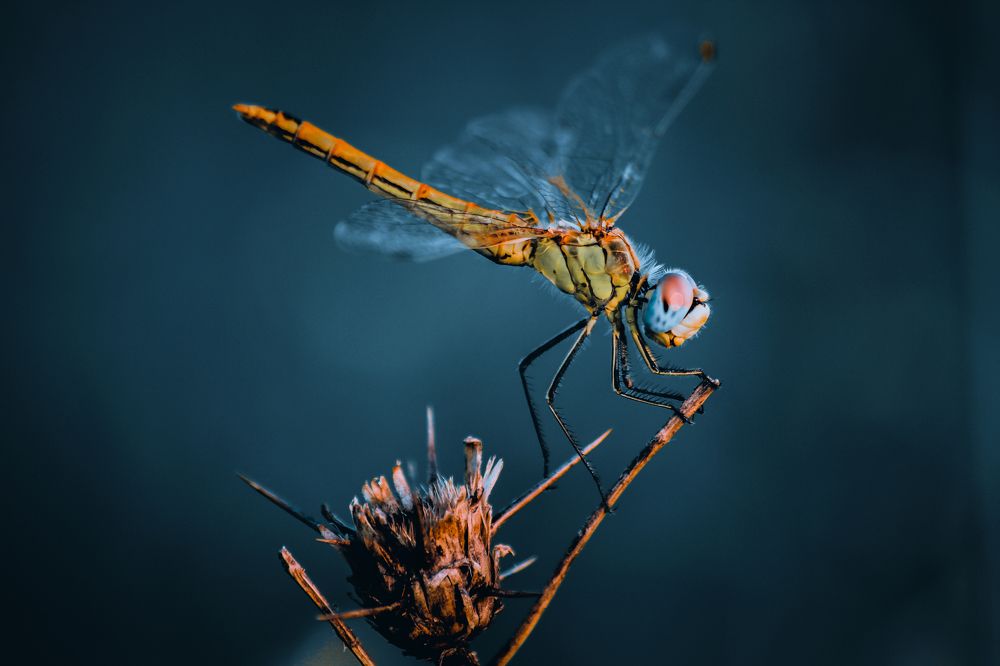 Фотография автора Mikheil Darsavelidze