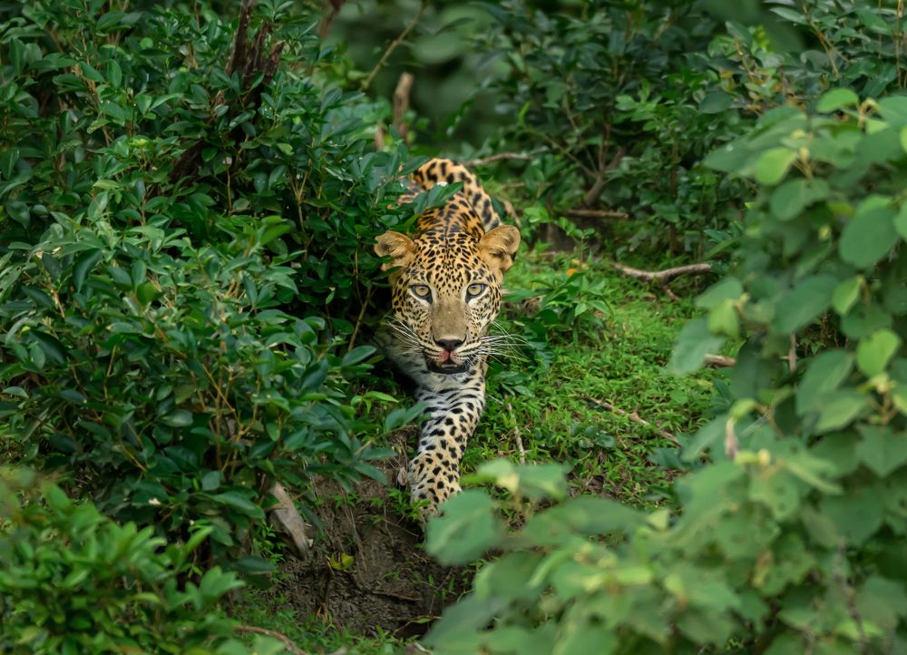 Photograph by Roshana Prasad