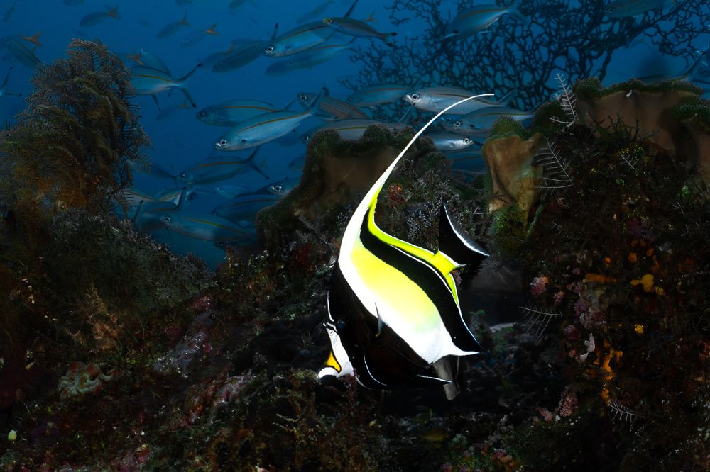 Photograph by Ceci Ver