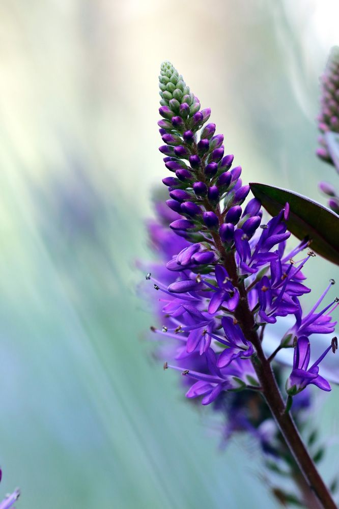 Photograph by Ricardo Vergara