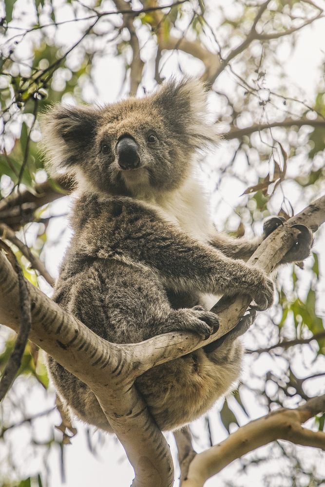 Фотография автора Csépe Róbert