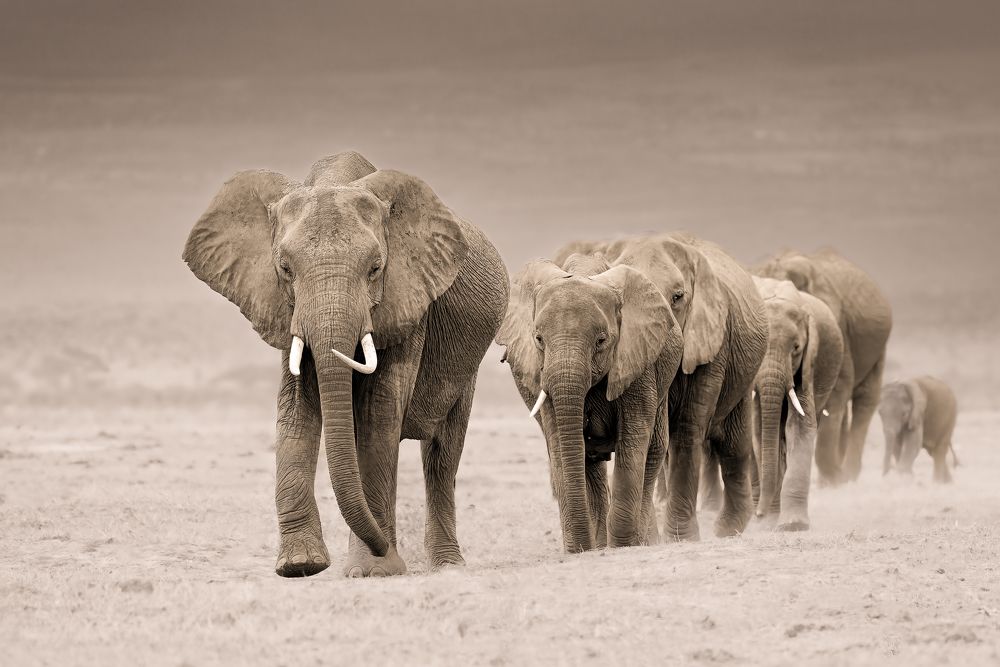 The Elephants of Amboseli