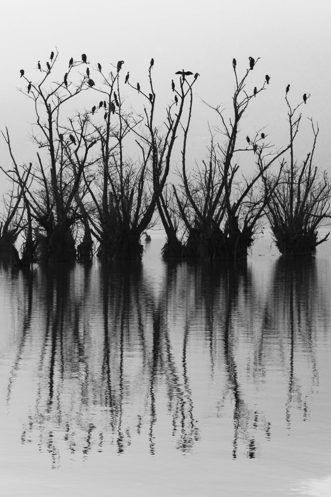 Photograph by Saeed Rezazadeh