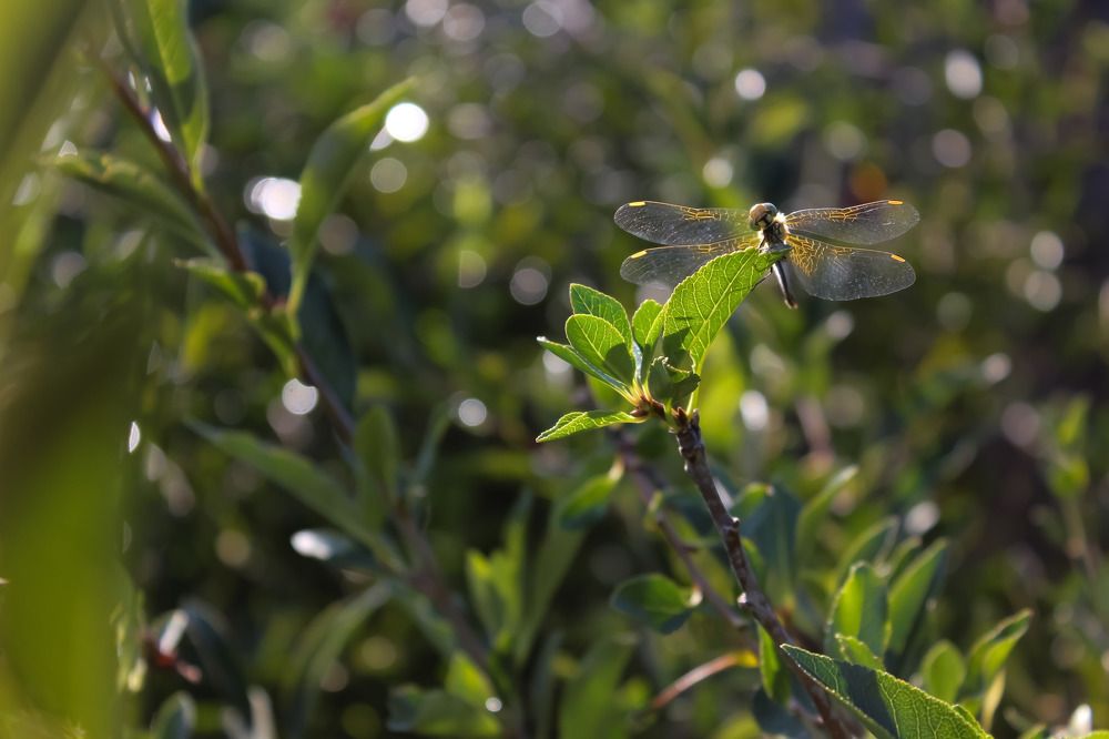 Photograph by Дмитрий Веретельников